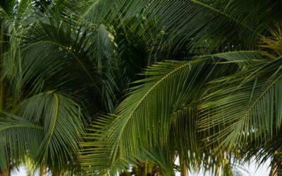 Palm Sunday: The Faithful Fickle Followers