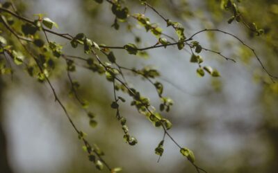 Parables of Jesus: The Unforgiving Servant